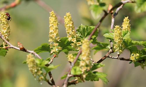 Foto: Stefan Svenaeus