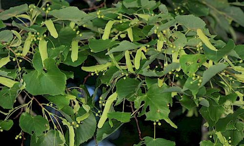 Foto: Stefan Svenaeus
