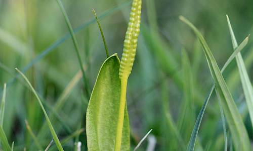 Foto: Stefan Svenaeus