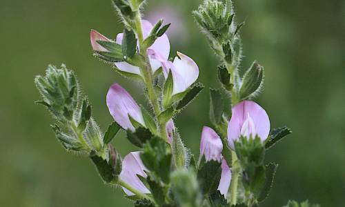 Foto: Stefan Svenaeus