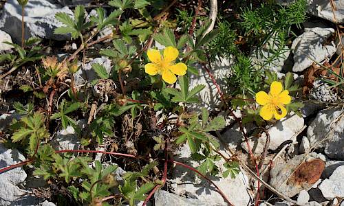 Foto: Stefan Svenaeus