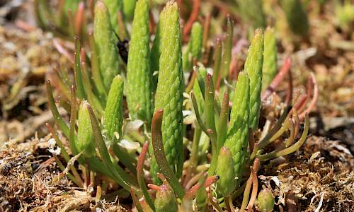 Foto: Stefan Svenaeus