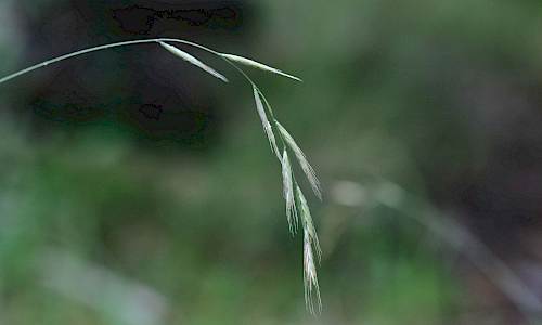 Foto: Stefan Svenaeus