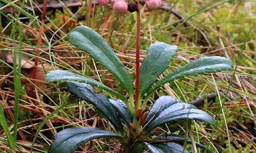 Foto: Stefan Svenaeus