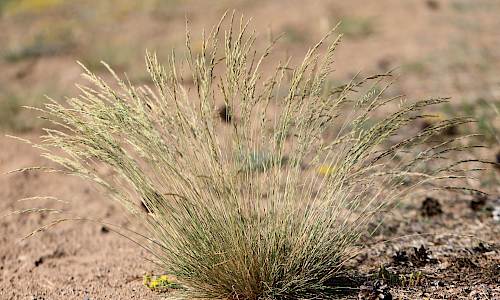 Foto: Stefan Svenaeus