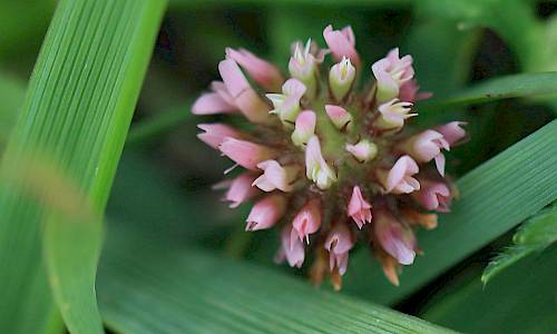 Foto: Stefan Svenaeus
