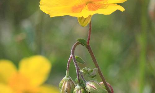 Foto: Stefan Svenaeus